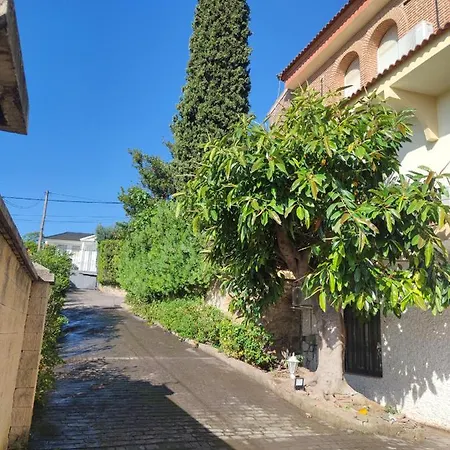Cipreses Córdoba